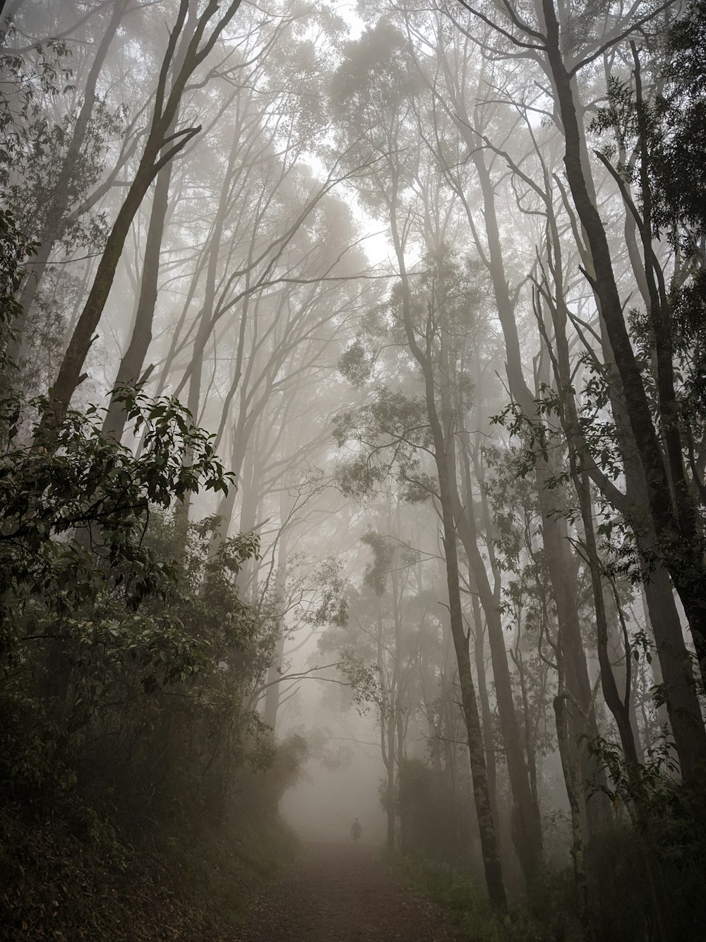 pathway between trees