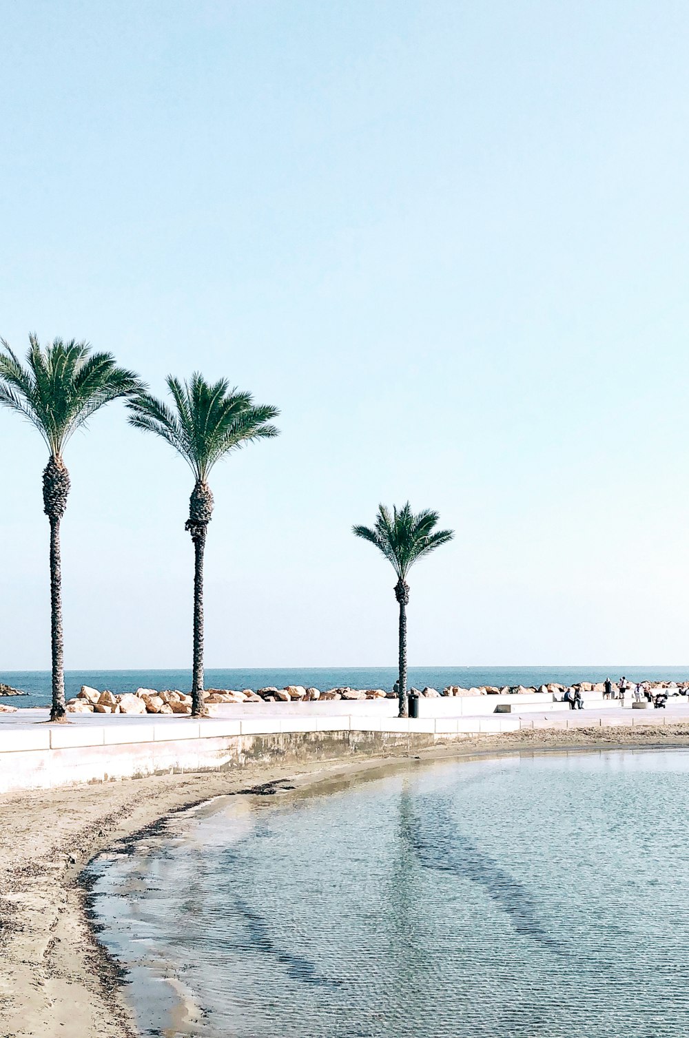 three palm tree near sea
