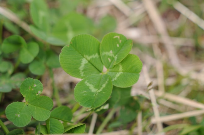 A close-up of four leaf clovers in sunlight.