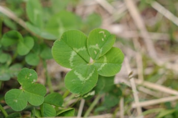 A close-up of a four-leaf clover among other green foliage and grass. The leaves have a distinct light green pattern in the center and are vibrant against the blurred background.