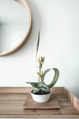 Close-up of a minimalist wooden plant stand with smooth walnut finish, softly lit to highlight the grain.