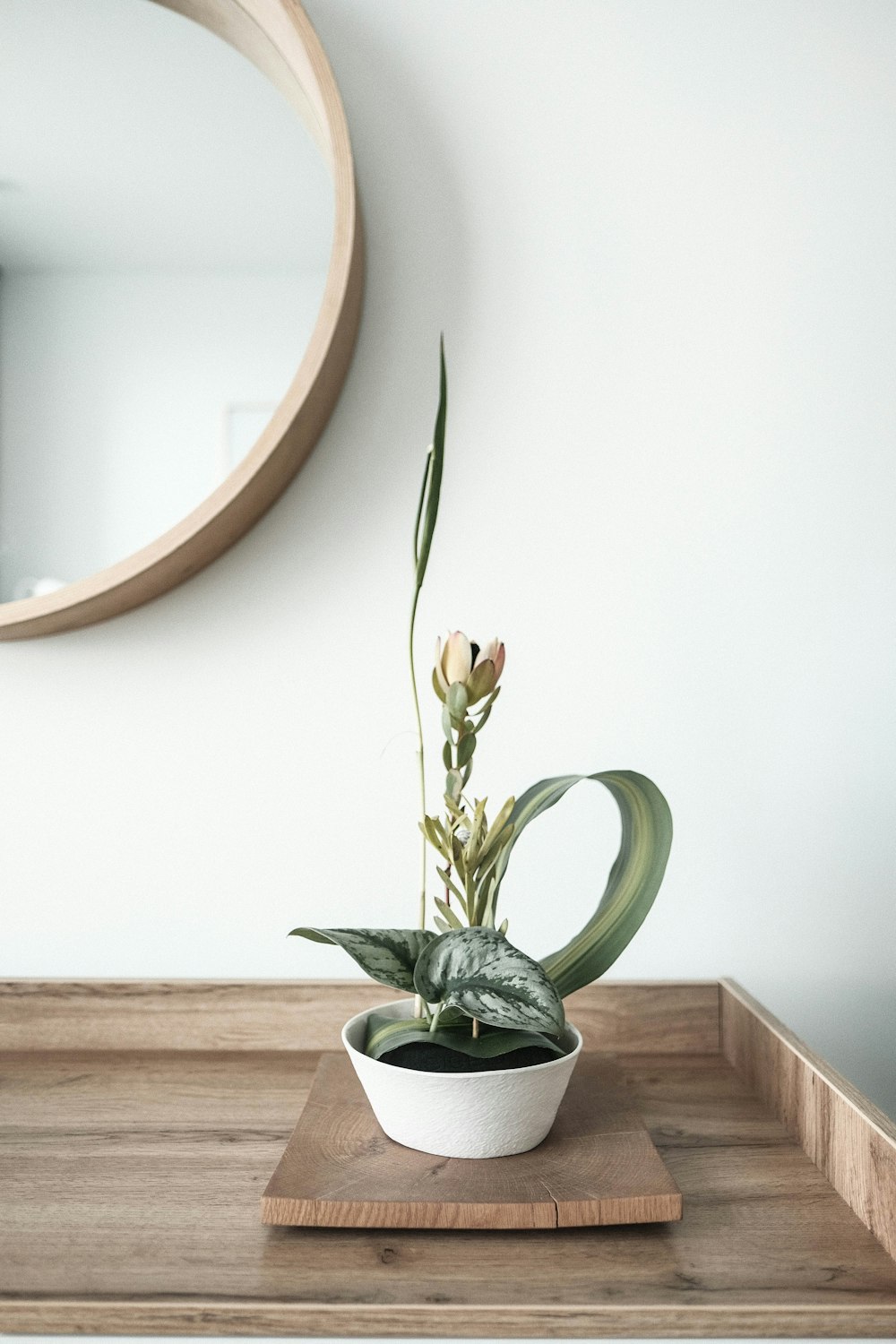 green leafed plant in pot