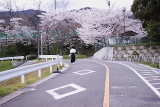 A peaceful street in Kyoto lined with cherry blossoms and a local guide sharing stories.