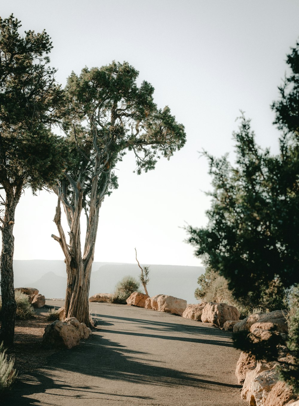 road between trees