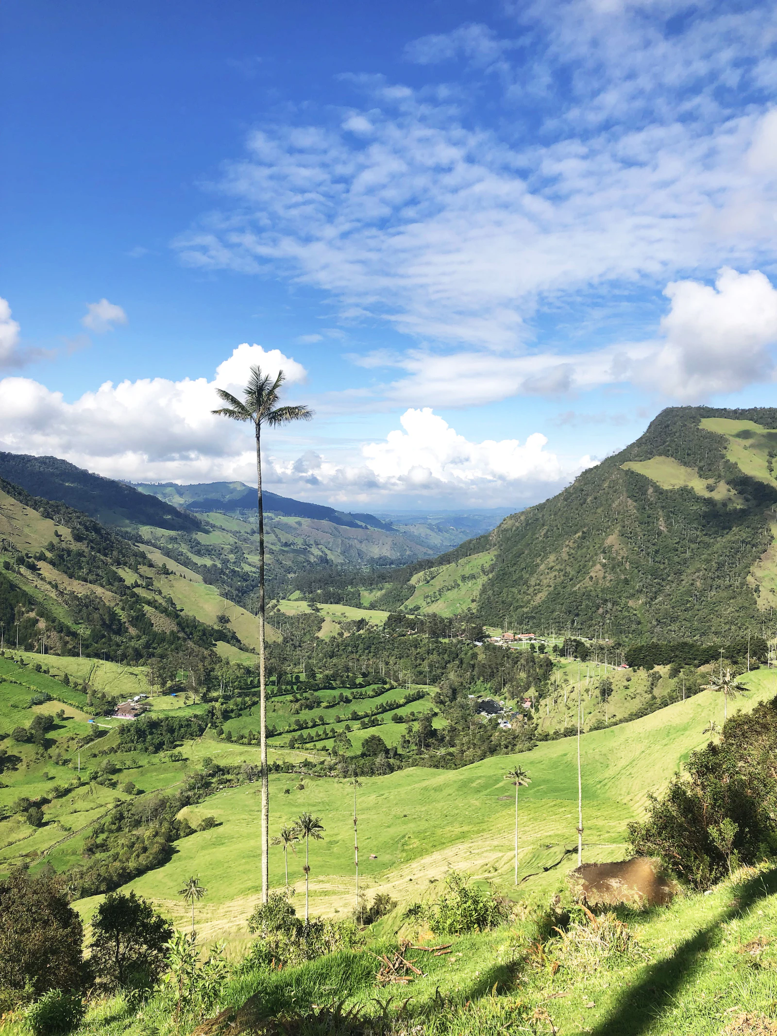 Wax palm in a green Quindío valley