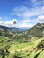 green trees