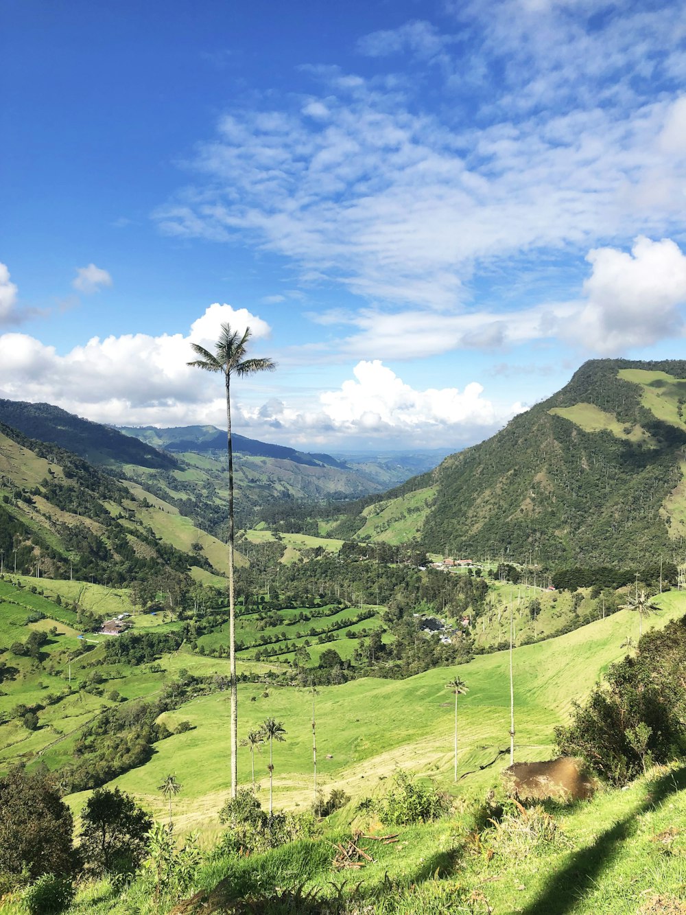 green trees