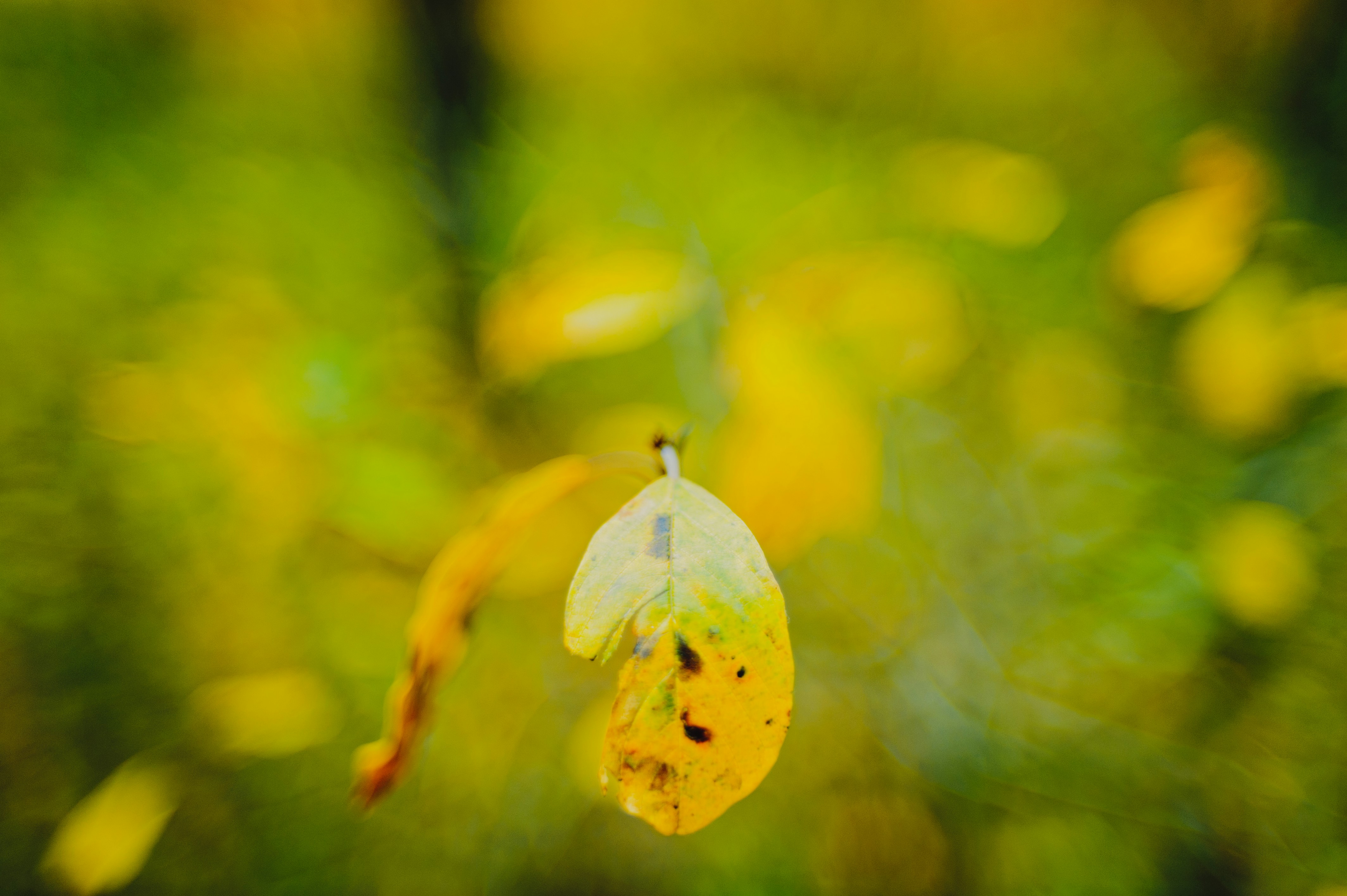 Photo by vapricot
