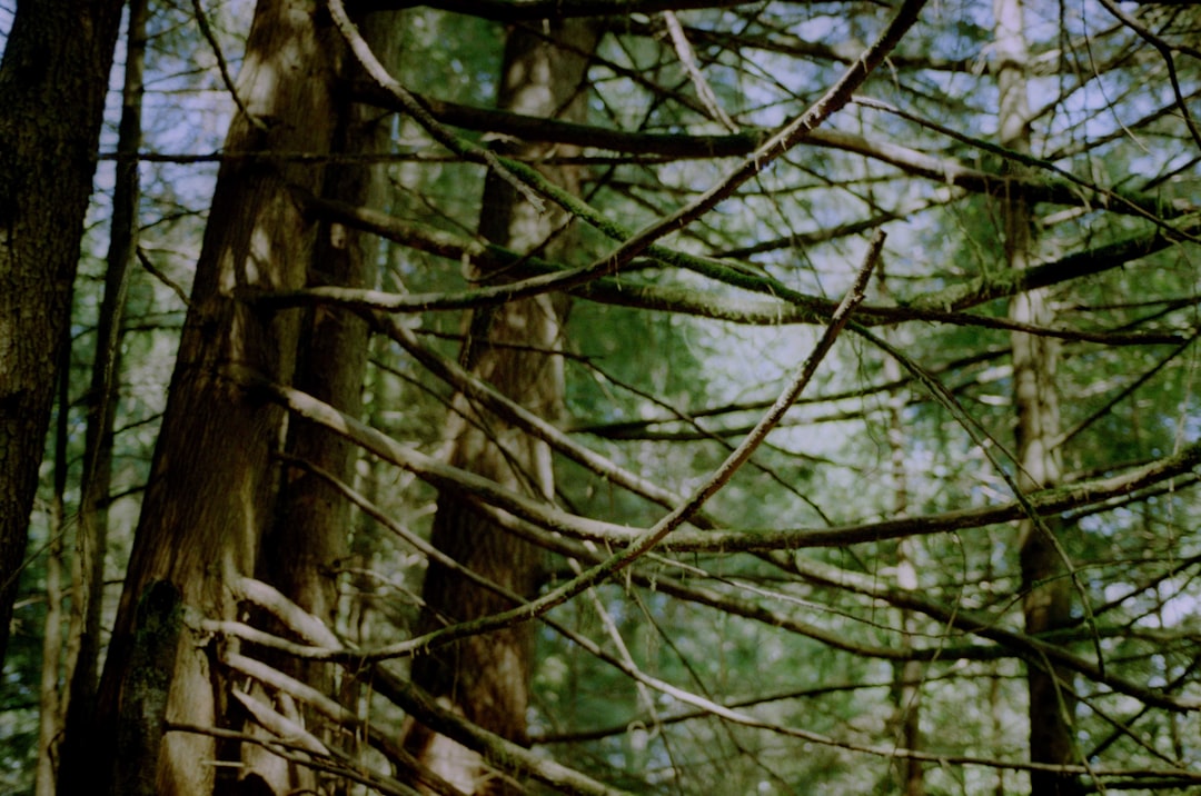 Forest photo spot North Vancouver VanDusen Botanical Garden