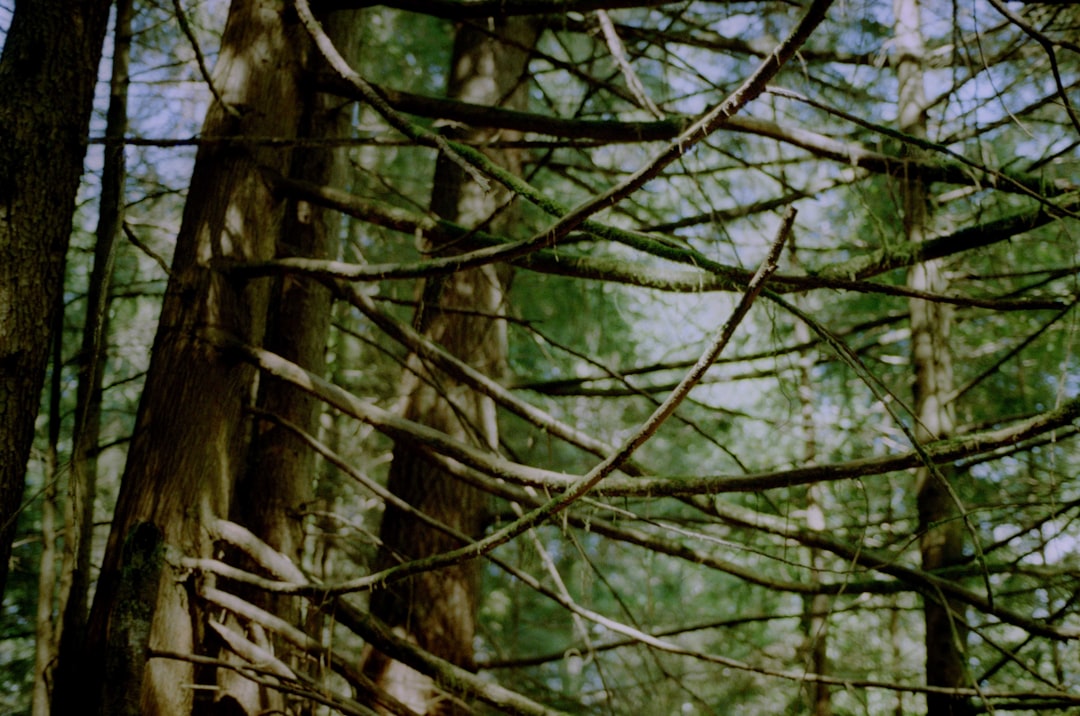 Forest photo spot North Vancouver West Vancouver