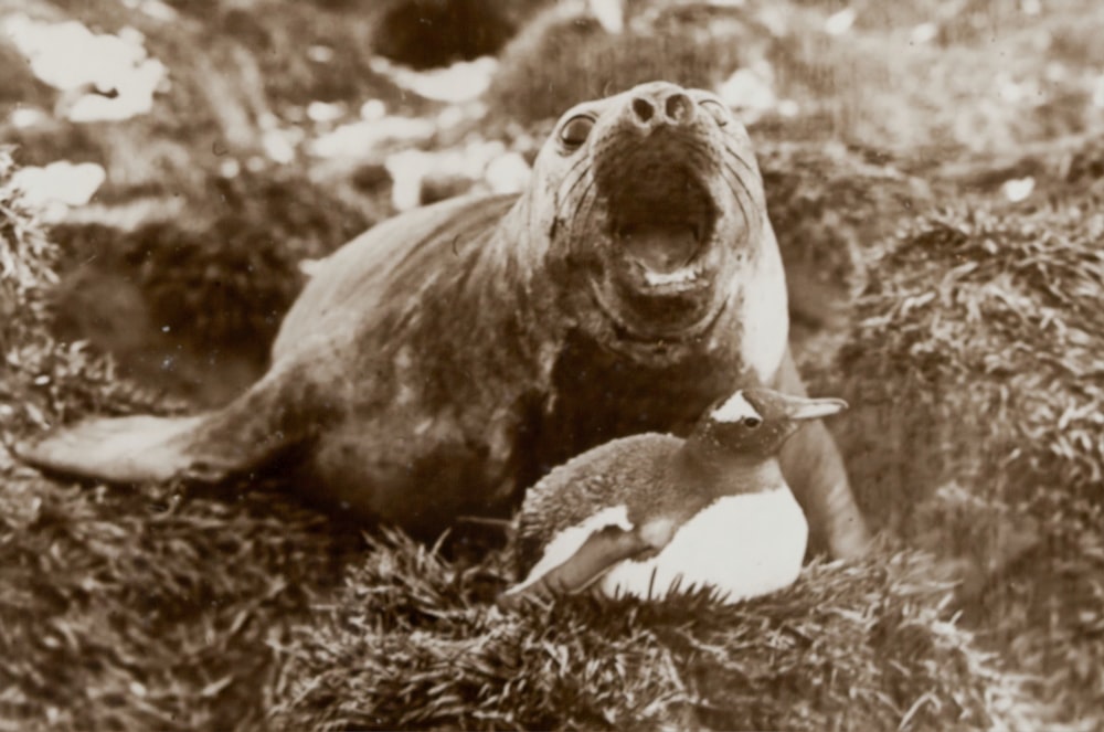 León marino junto a pingüino