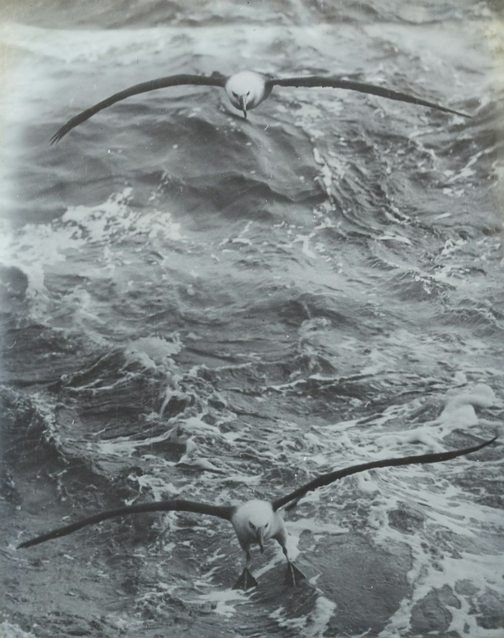 Graustufenfoto von Vögeln, die über ein Gewässer fliegen