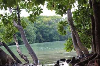 A serene view of Jungle Marina surrounded by lush greenery.