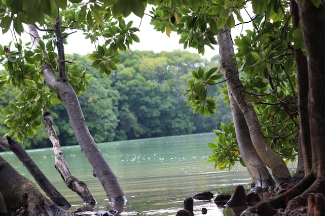 A serene view of Jungle Marina surrounded by lush greenery.