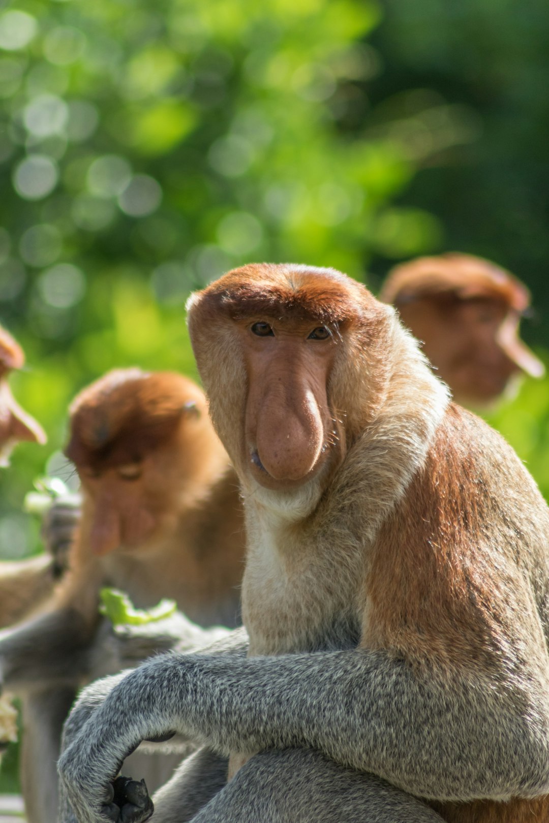 Wildlife photo spot Sepilok Sandakan