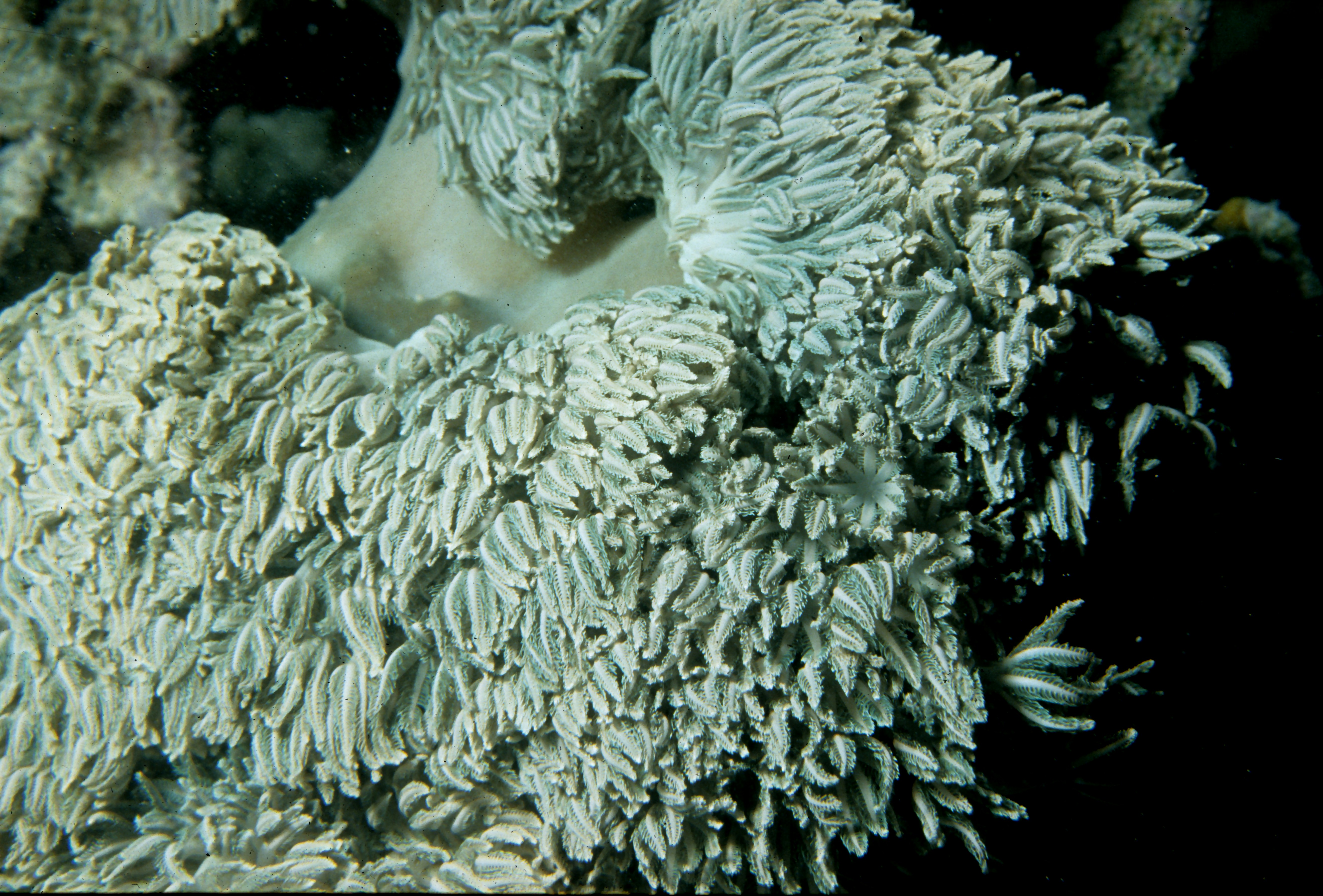 reef teams background