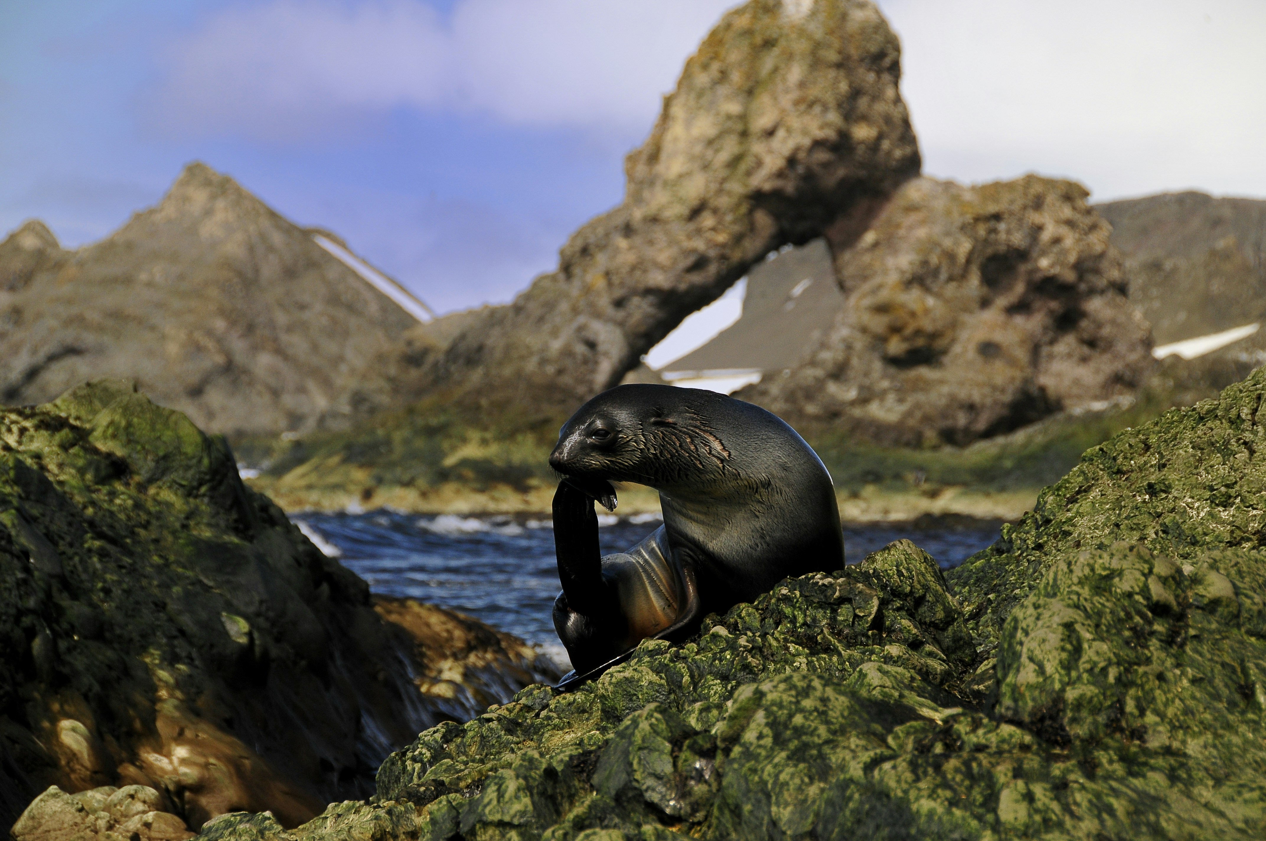 black seal marine teams background