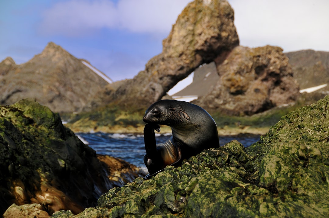black seal