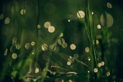 green grass with bokeh
