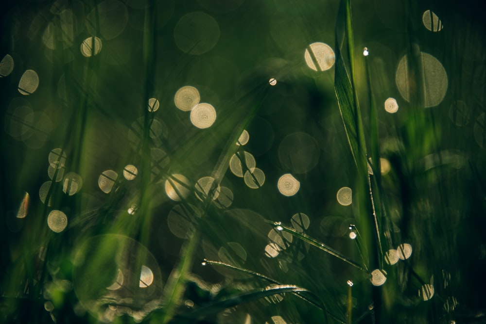 green grass with bokeh