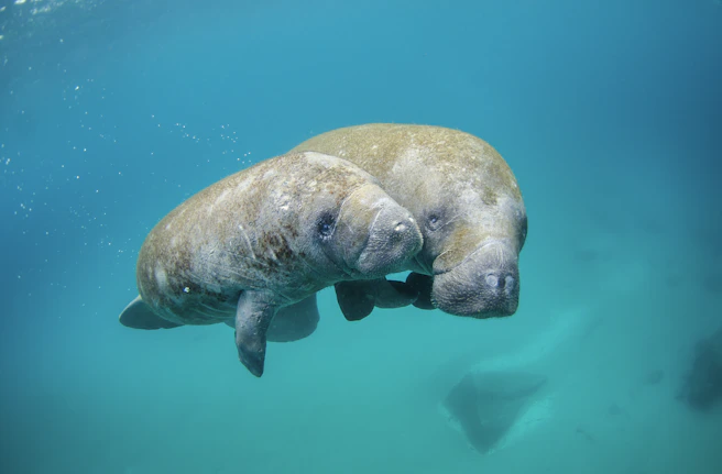 two gray manatees underwater swimming together