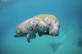two gray seal underwater