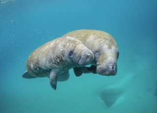 two gray seal underwater