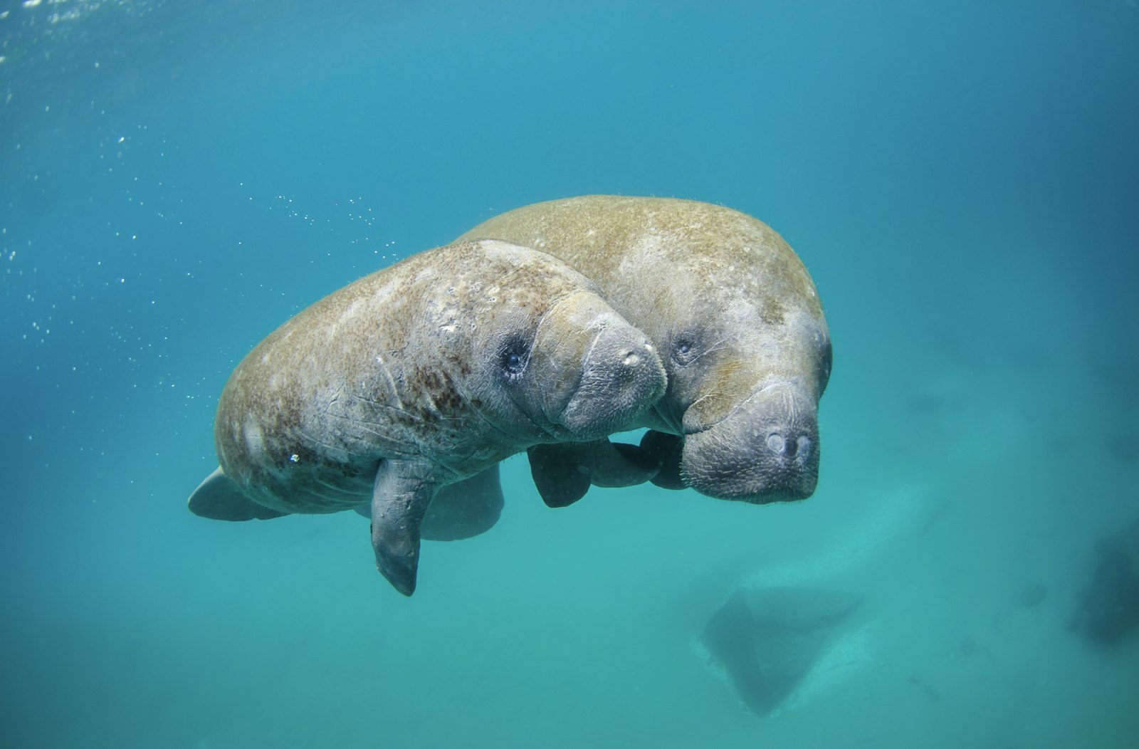 Nikon D7000 + Tokina atx-i 11-16mm F2.8 CF sample photo. Two gray seal underwater photography