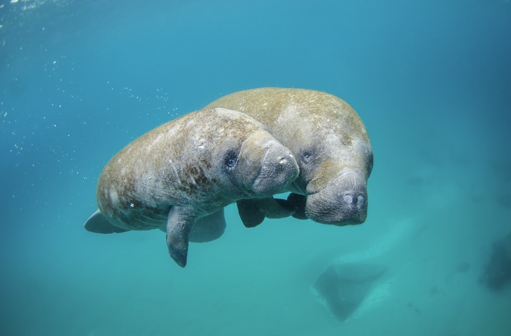 two gray seal underwater