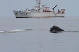 A large white research vessel labeled NOAA is floating on calm, open water. In the foreground, the head of a whale emerges from the sea, creating a small ripple on the surface.