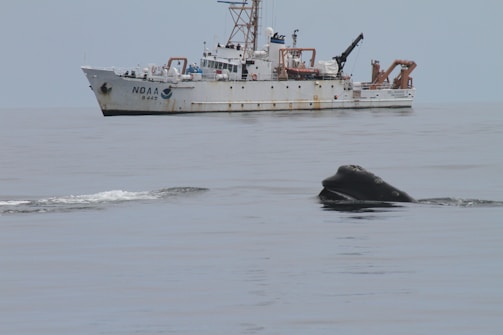 A large white research vessel labeled NOAA is floating on calm, open water. In the foreground, the head of a whale emerges from the sea, creating a small ripple on the surface.