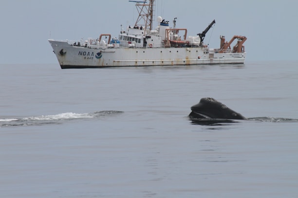 A large white research vessel labeled NOAA is floating on calm, open water. In the foreground, the head of a whale emerges from the sea, creating a small ripple on the surface.