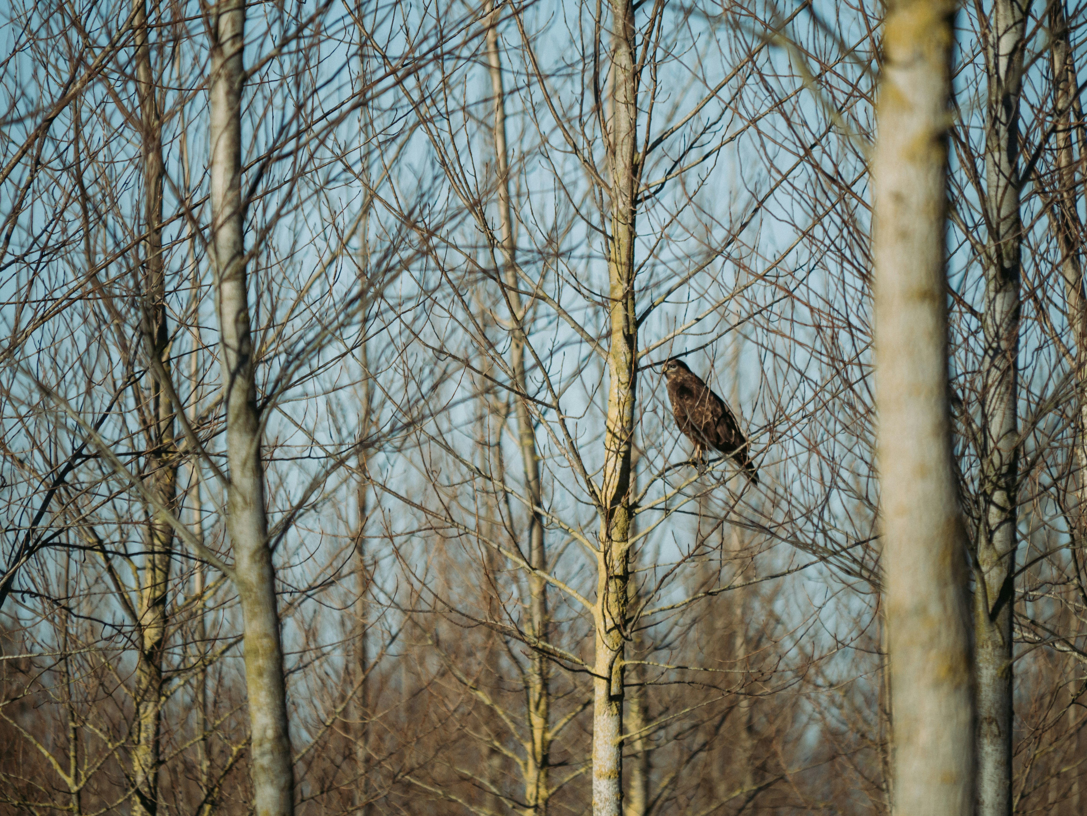 brow bird on tree