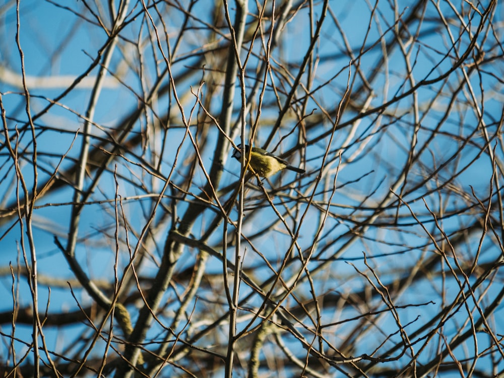 green bird on tree