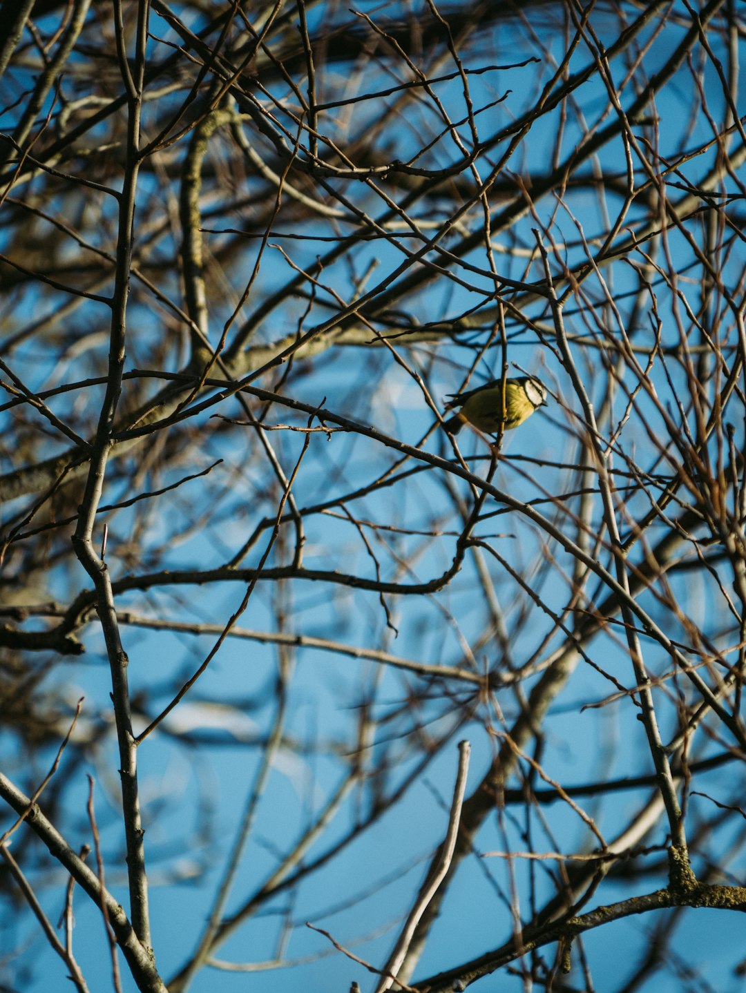 bird perching on bare tree