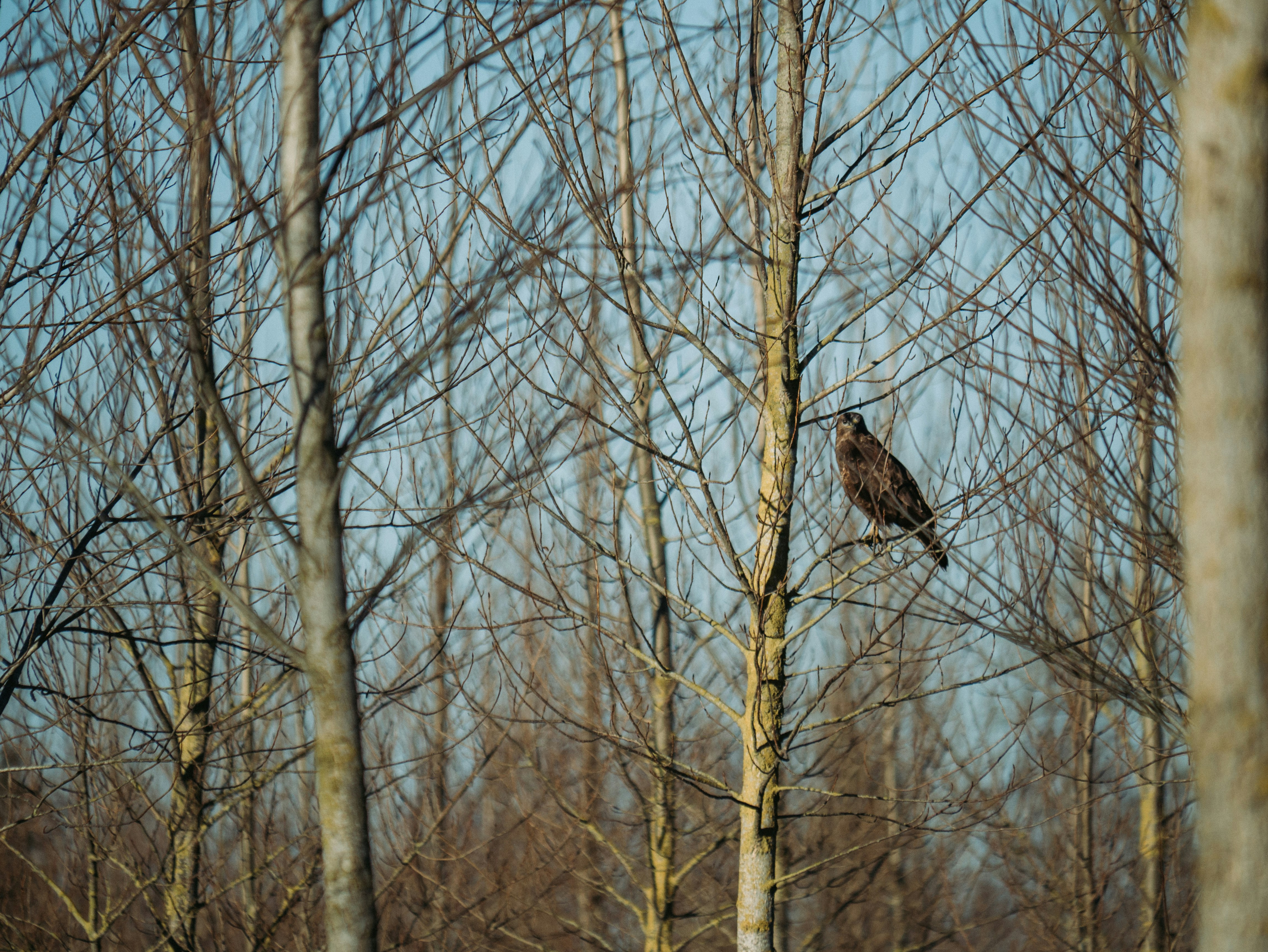 black bird on tree