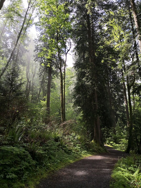 road between green trees during daytime in Burnaby Canada