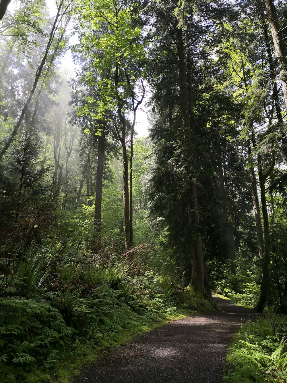 road between green trees during daytime