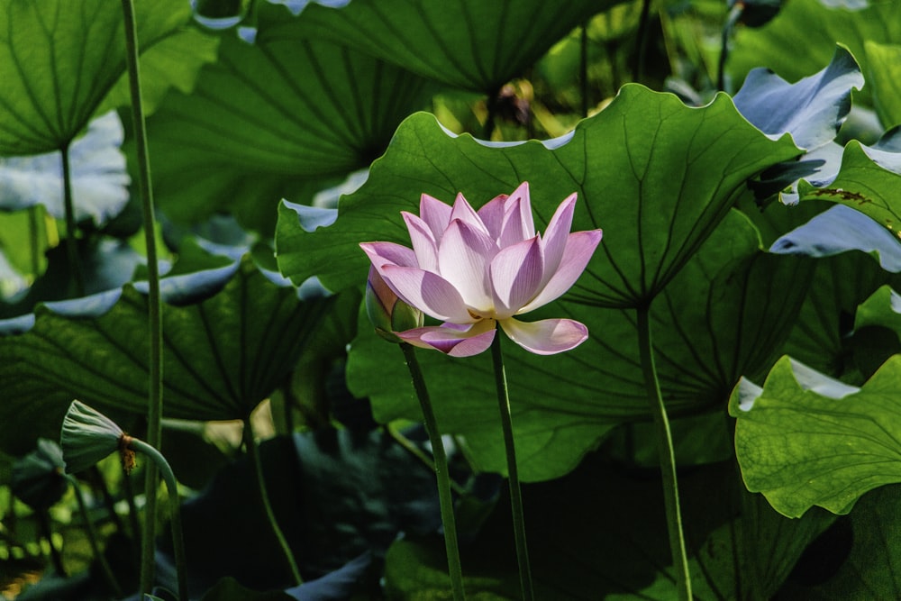 pink lotus flower