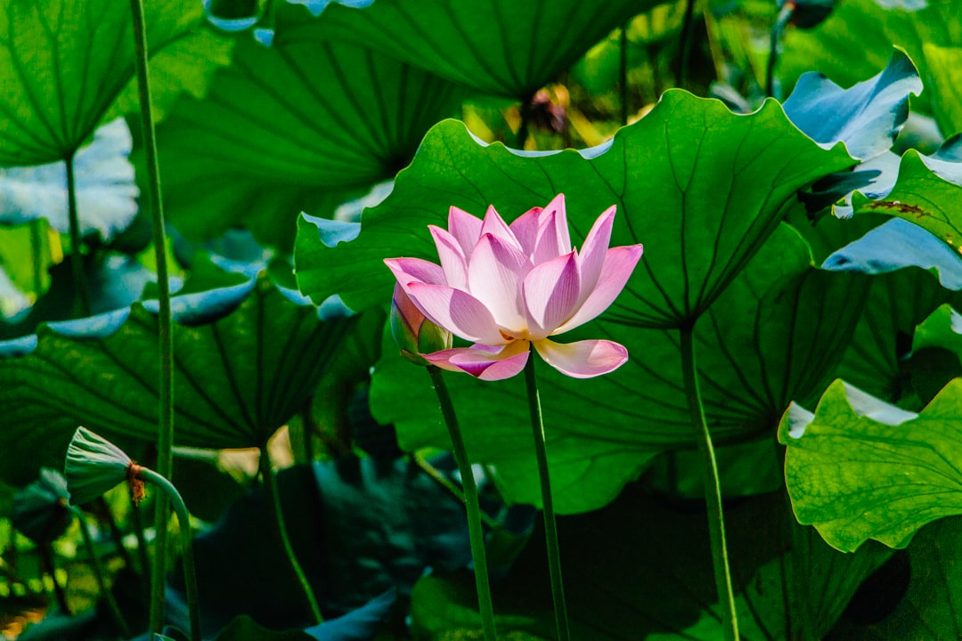 The Ultimate Guide to Lotus Leaf Extract for Weight Loss