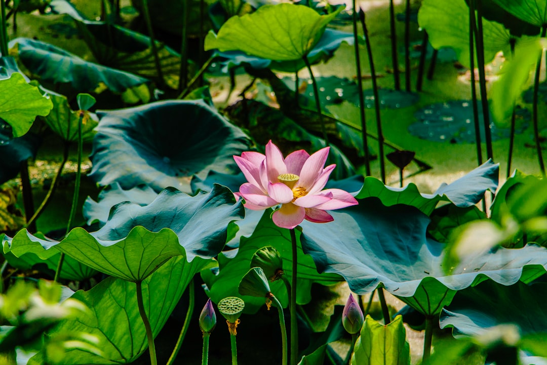 pink lotus flower