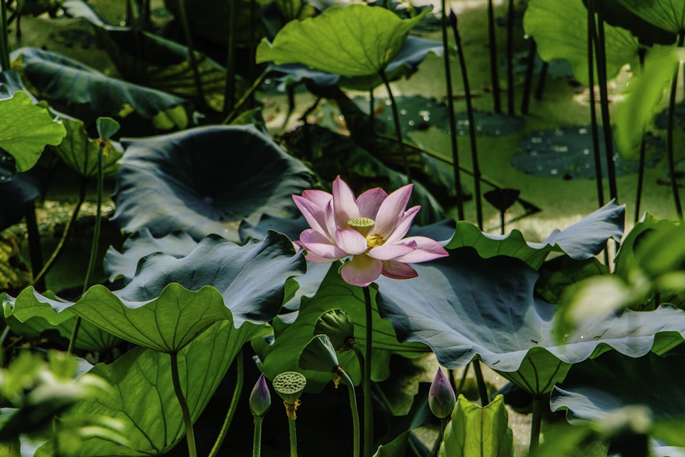 pink lotus flower