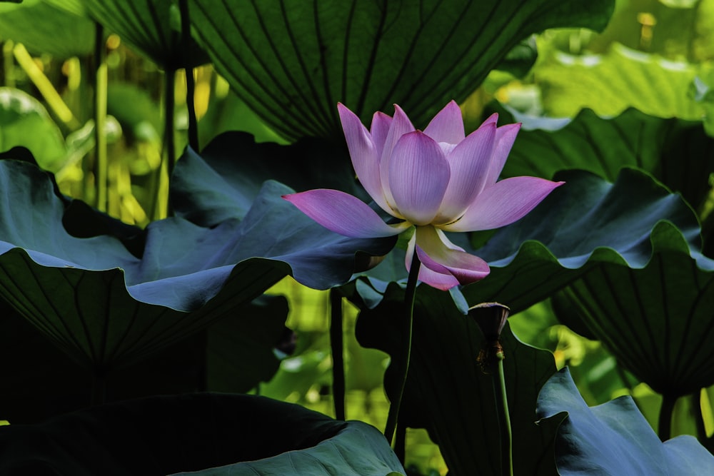 pink lotus flower