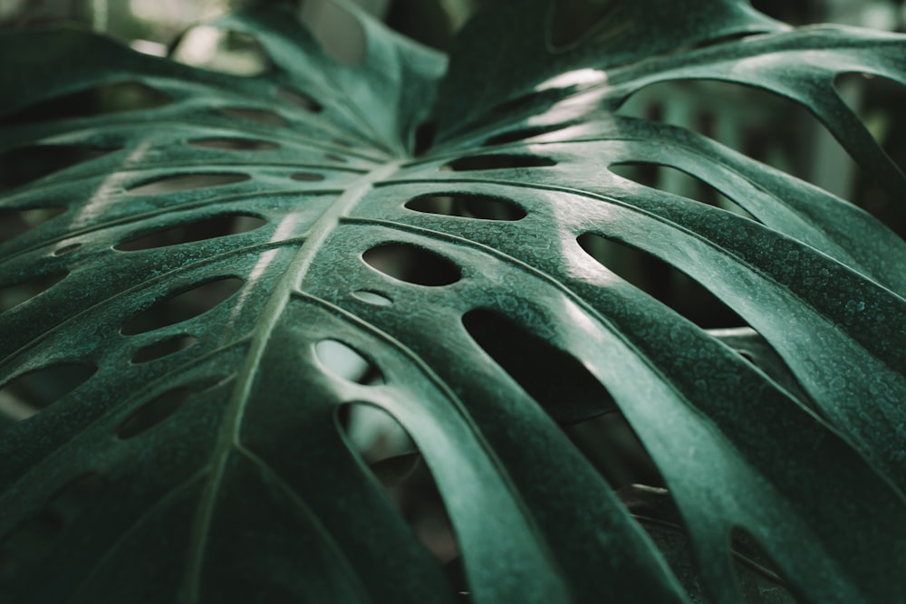 green leafed plant