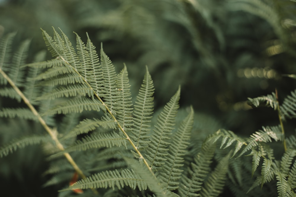 green fern