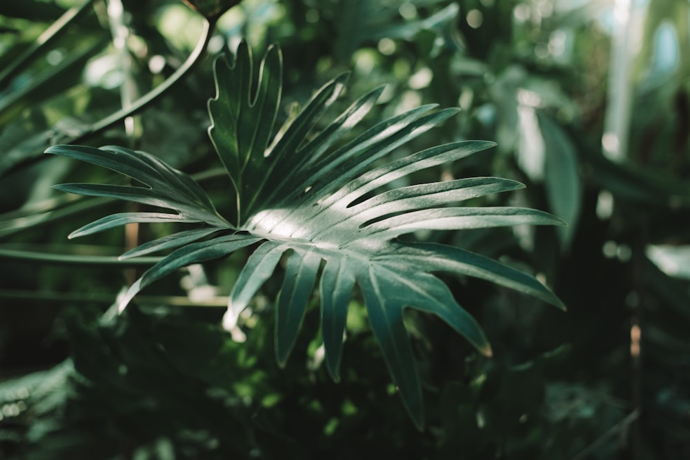 green-leafed plant