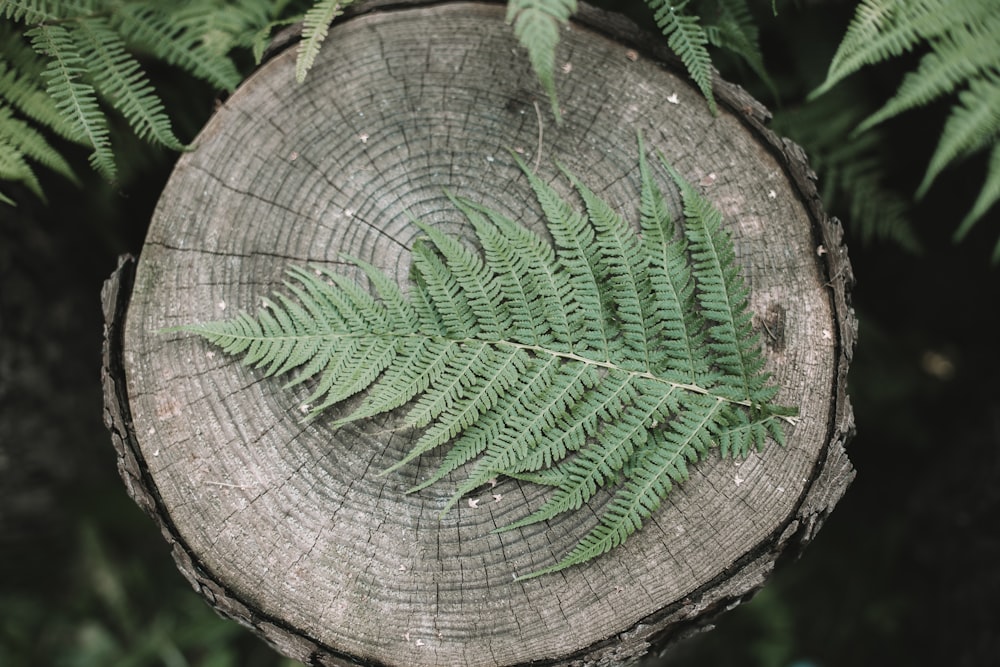 fern leaf on wood stump
