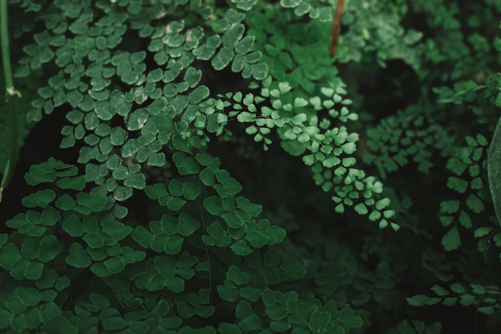 green-leafed plants