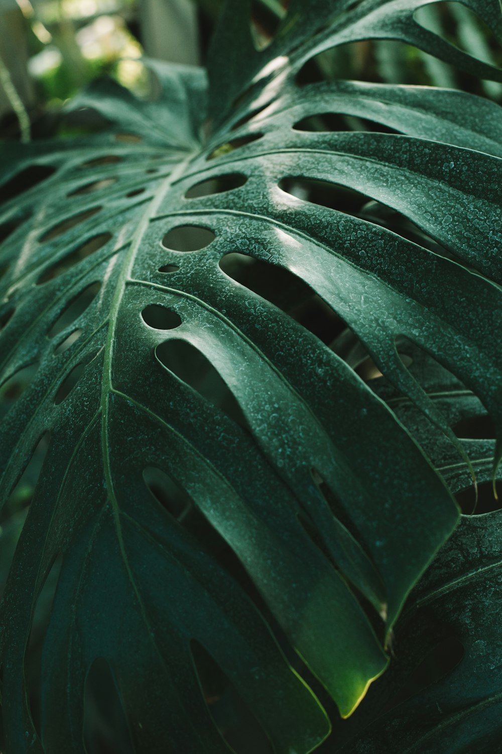 selective focus photography of green Swiss cheese plant