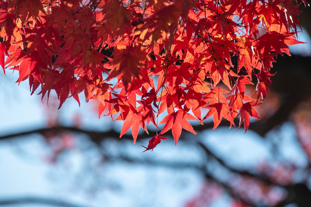 selective focus photography of red-leafed plant during daytime